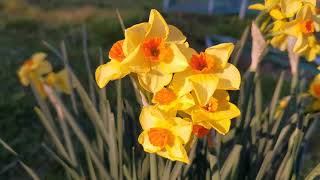 Narcissus Martinette a fragrant daffodil with intense yellow tepals and bright orange cup [upl. by Lanni]