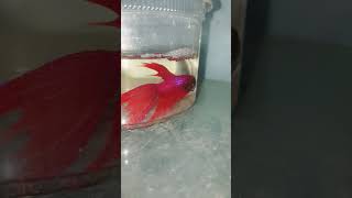 Fully red color betta fish 🐟🥰😍💗 aquariumfish birdslover [upl. by Temhem]