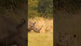 A mother and a baby rhino surrounded by lions wildlife lion lions rhino animals animal [upl. by Bekki]