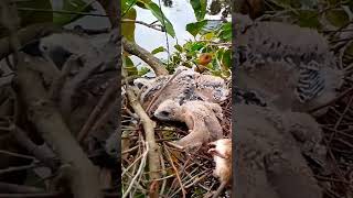 Blackshouldered kite Baby Birds learn to walk around the shellEp19 [upl. by Sheepshanks]