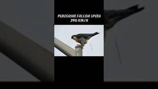 fastest animal in the world trending animals peregrinefalcon cheetah blackmarlin falconshorts [upl. by Sheya]