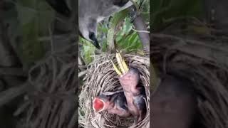 baby birds are fed large grasshoppers [upl. by Fasta523]