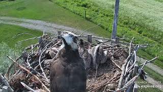 240705 Bonking Charlo Osprey Nest exploreorg 1116 [upl. by Sandro]