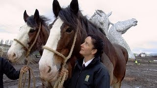 Rehomed Clydesdale Baron towers over Scotland [upl. by Abramson224]