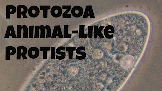 Protozoananimallike protists [upl. by Anairda]