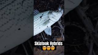 Big Skiatook Hybrid fishing fish hybridstripedbass oklahomafishing tulsafishing hybrid bass [upl. by Jueta935]