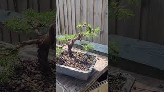 My first Picea Bonsai styling What a result bonsaistyling [upl. by Jarvis193]