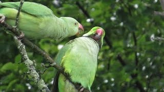 Halsbandparkiet Psittacula krameri bedelenRoseringed Parakeet Yesil papagan begging for food [upl. by Kraus633]