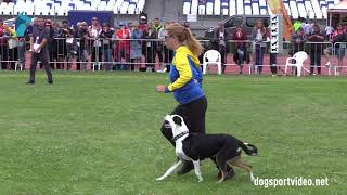 Finals  Michelle Holmlund  Vallhunden Peak  Border Collie  Sweden [upl. by Norm648]