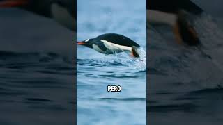 Pingüino es cazado por orcas 😱 animalesmarinos oceano planet [upl. by Ahsratal]