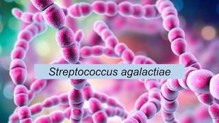 Microbiologia Médica Streptococcus agalactiae [upl. by Millburn]