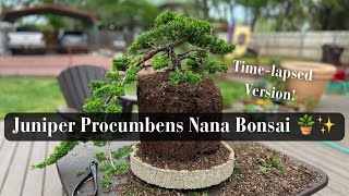 Juniper Procumbens Nana Bonsai TimeLapsed [upl. by Tanitansy]