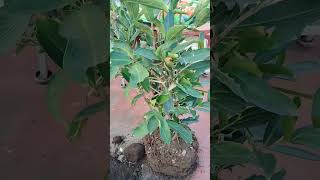 Water Apple repotting [upl. by Sauls]