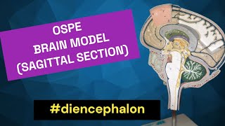 Diencephalon  Sagittal View of Brain  Thalamus  Hypothalamus  Epithalamus  Subthalamus [upl. by Comyns896]