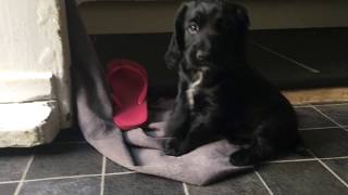 Working Cocker Spaniel Puppies  Relaxing Video [upl. by Weisburgh]