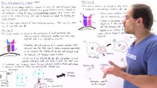 Major Histocompatibility Complex MHC Class I and II [upl. by Adrahc693]