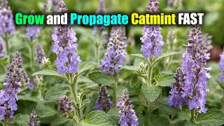 Catmint Secrets Grow and Propagate Catmint FAST [upl. by Sheepshanks549]