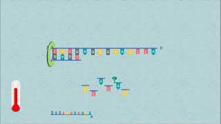 Sanger DNA Sequencing [upl. by Coney]