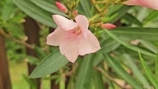 Nerium oleander in bloom September 2024 [upl. by Murdocca]