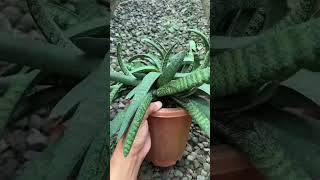 Harvesting Succulent Gasteria [upl. by Helli]