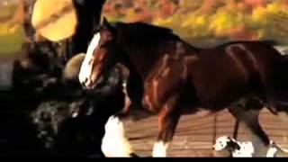 Clydesdale Budweiser Commercial Rocky Theme [upl. by Ettelrac]