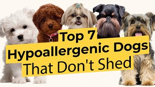 Top 7 Low Energy Hypoallergenic Dogs That Don’t Shed 🐶🦴🐶 [upl. by Oiligriv]