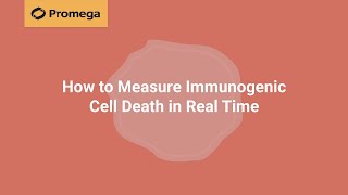 How to Measure Immunogenic Cell Death in Real Time [upl. by Notecnirp]