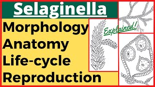 Selaginella Plant Pteridophyte Anatomy Morphology Reproduction Life Cycle with Diagram Plant Kingdom [upl. by Alyose]