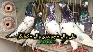 Ali Wala  Mian sab wala  Ch Sab wala Teddy  Pigeons Gallery [upl. by Okemak]