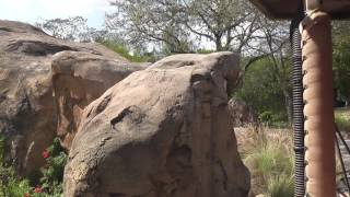 Kilimanjaro Safaris  Animal Kingdom  Walt Disney World  30 March 2017 [upl. by Eachern98]