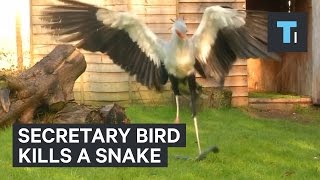 Secretary bird kills a snake [upl. by Eldoree]