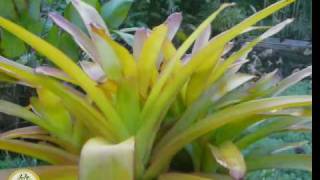 Bromeliad Aechmea Blanchetiana Rubra [upl. by Delisle]