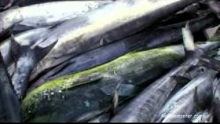 Seychellen Angeln  Seychelles Fishing powered by Reisefernsehencom  Reisevideo  travel video [upl. by Emmalee]