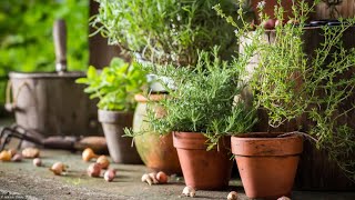 5 Plantes Aromatiques À Planter Cet Automne [upl. by Dixie]