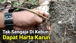 Manfaat Jamur Mikoriza Untuk Tanaman Cabe Pertanian [upl. by Lovich66]