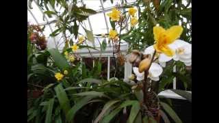 2015 Orchid Show at NYBG II Common Names of Orchids [upl. by Eugene]