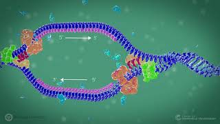 DNA Replication in Prokaryote Organisms [upl. by Lekcar]