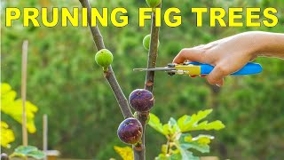 Pruning Fig Trees For Dormancy Winter Storage And Maximum Production [upl. by Trik797]