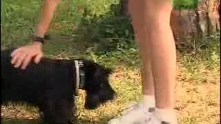 Scottish Terrier  Dog Breed [upl. by Glendon]