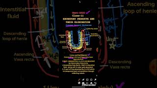 NEETAIIMS  CLASS11  EXCRETORY PRODUCTS AND THEIR ELIMINATION  COUNTER CURRENT MECHANISM  neet [upl. by Accissej]