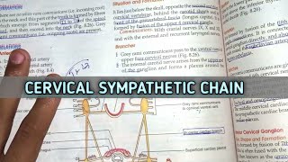 Cervical sympathetic trunk anatomy  Grays illustrative views [upl. by Amargo]