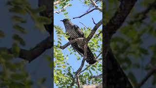 Madagascar cuckoo bird sound [upl. by Retsevel]