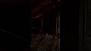 Rodent Rats Exterminators Attic inspection years infestation Abatement [upl. by Maridel]