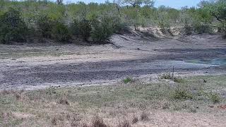 Djuma Private Game Reserve Live Stream [upl. by Enelloc]