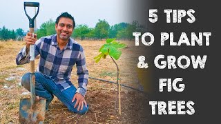 5 Tips to Plant and Grow Fig Trees [upl. by Ocnarfnaig]