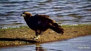 The juvenile bald eagle found a dead fish in the river Mississippi River 密西西比河2024 09 28 [upl. by Cuyler42]