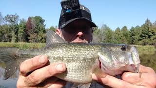 Brand News SpotFish 4 small basslocation 2 [upl. by Ecirtnom842]