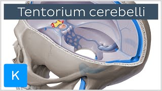 Tentorium cerebelli  Anatomy Location Function  Human Anatomy  Kenhub [upl. by Alleber213]