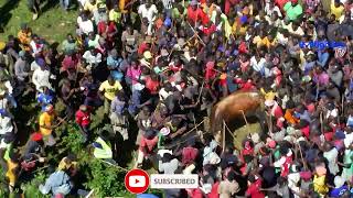 COVID vs Aguero the Bull Unveiling the Unexpected Victory of the Pandemicquot [upl. by Joy]