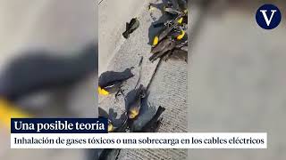 Decenas de aves se desploman en Chihuahua y mueren contra el suelo sin explicación aparente [upl. by Shirlee]